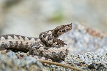Nose-Horned Viper male in natural habitat (Vipera ammodytes)