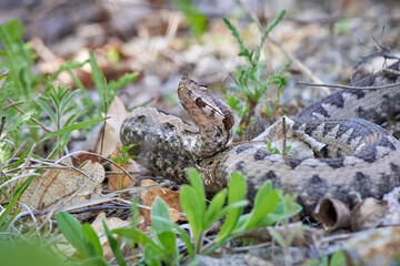 Nose-Horned Viper male in natural habitat (Vipera ammodytes)