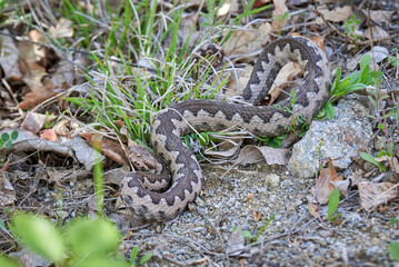 Nose-Horned Viper male in natural habitat (Vipera ammodytes)