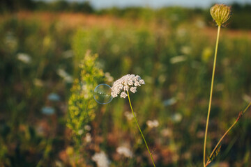 a white flower grows in a field among grasses. Summer flowers. Children blow soap bubbles. Soap bubble on a flower