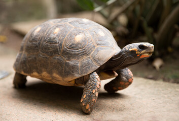 Turtle with orange spots. Sulcata Geochelone - Turtle Sulcata
