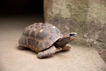 Wild young turtle. Sulcata Geochelone - Turtle Sulcata