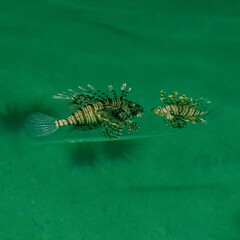 Lionfish that swims in the Red Sea in Africa