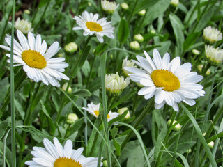 Fototapeta premium daisies in the grass