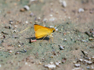 Fototapeta na wymiar delaware skipper butterfly on the ground
