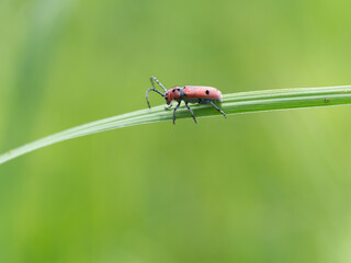 milkweed leaf beetle on leaf