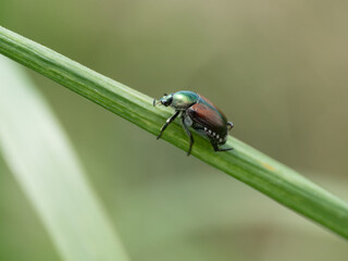 Invasive species japanese beetle on a leaf