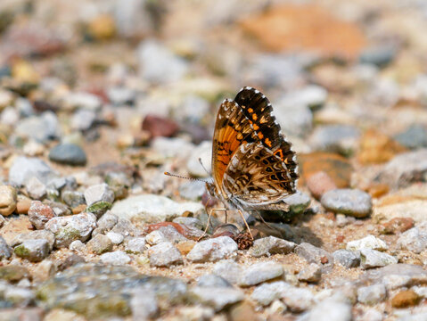 gorgone checkerspot butterfly on the sand
