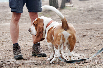 Basset dog stands with the owner