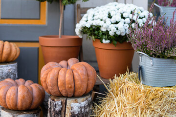 autumn street design decor of pumpkin. thanksgiving, halloween. holiday decoration background with seasonal harvest vegetables, flowers, heather outdoor