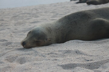 Zalophus wollebaeki or lobo marino sea lionof galapagos ecuador