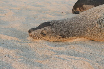Zalophus wollebaeki or lobo marino sea lionof galapagos ecuador