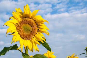 blooming sunflowers against the sky