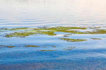 Green algae on the water surface.Ecology.