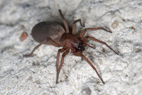 Une araignée de couleur brune sur un mur (Drassodes)