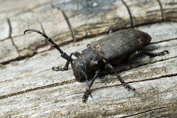 Long-horned weaver beetle