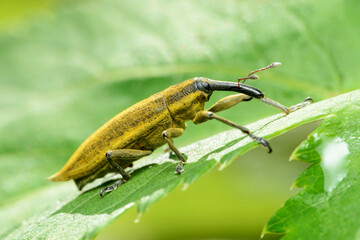 Weevil Lixus iridis on a plant leaf
