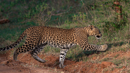Fototapeta na wymiar leopard walking; leopard gracefully waking; walking leopard; leopard cub walking; Sunshine on leopard face; sun on leopard; leopard in the sun; leopard in sunlight 
