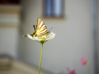 butterfly 210
