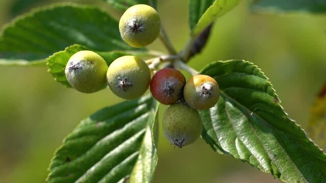 Whitebeam fruit set, ripening (Sorbus aria) - (4K)