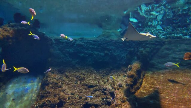 The stingray and other fish swim at the bottom of the sea. Beautiful marine life. Underwater shooting, diving