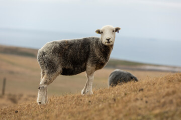 a recently sheared sheep grazing on very dry welsh mountain grass due to recent drought, isolated...