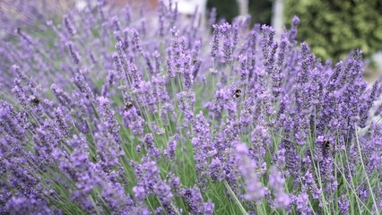 Flying bumble-bee gathering pollen from lavender blossoms. Close up Slow Motion. Beautiful Blooming Lavender Flowers swaying in wind. Provence, South France, Europe. Calm Cinematic Nature Background