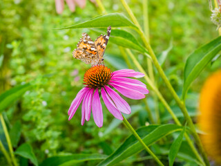 butterfly 211