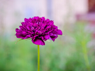 fragile 116