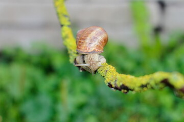A snail on a branch