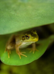small frog hiding between two lily pad leaves