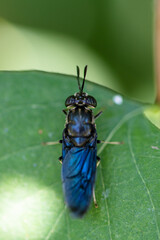 Hermetia illucens - Black soldier fly - Mouche soldat noire