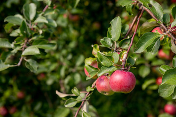 Autumn day. Rural garden. In the frame ripe red apples on a tree. malus Domestica gala in the permaculture forest garden. Small fruits on the lush green trees, fruit ready to harvest.apple orchard,