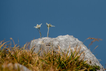 Obraz na płótnie Canvas Edelweiss blooming in the high mountains