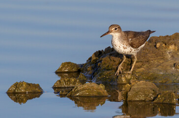 Spotted sandpiper (Actitis macularius) at the ocean coast, Galveston, Texas, USA.