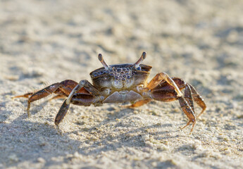Brackish-water Fiddler Crab (Uca minax) female bubbling while breathing air, Galveston, Texas, USA.