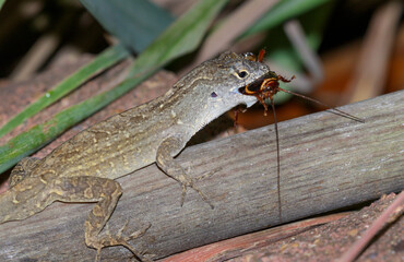 Brown anole lizard (Anolis sagrei) eating a roach, Galveston, Texas, USA.