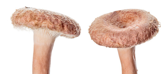 two pink woolly milkcaps on white