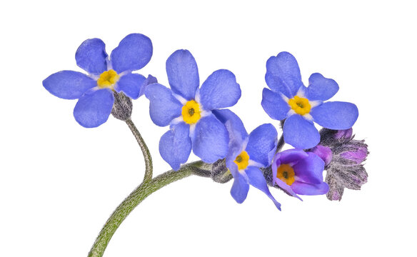 five fine blue forget-me-not blooms on stem