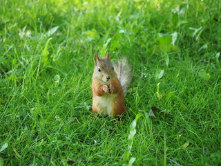 Obraz premium A squirrel stands on its hind legs in the grass