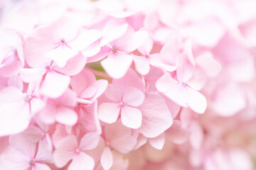Romantic, soft and beautiful pattern pink hydrangea flowers background