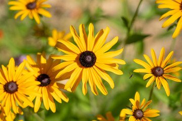 detailed close up of Black eyed Suzanne (Black eyed Susan, Rudbeckia herisse, Rudbeckia Hirta)