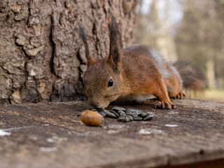 Squirrel reaching for a nut