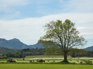 Magnificent spring landscape with a large tree in the middle of meadows where hay is harvested by agricultural machinery in the Alpilles in Provence in France 