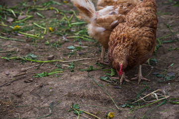 chickens walk free-range and peck grass on rural countryside. Poultry farming and home farm. Organic antibiotic hormone free farming poultry Concept