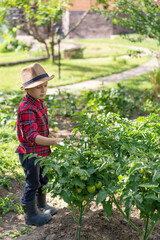 A little boy in a plaid shirt and a straw hat helps in the garden. He is standing next to a bed of tomatoes.