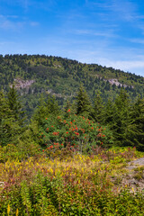 Wildflowers on the Blue Ridge Parkway in North Carolina
