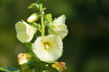 mallow flowers