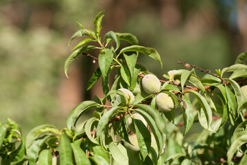 unripe peaches