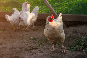 chickens walk free-range and peck grass on rural countryside. Poultry farming and home farm. Organic antibiotic hormone free farming poultry Concept